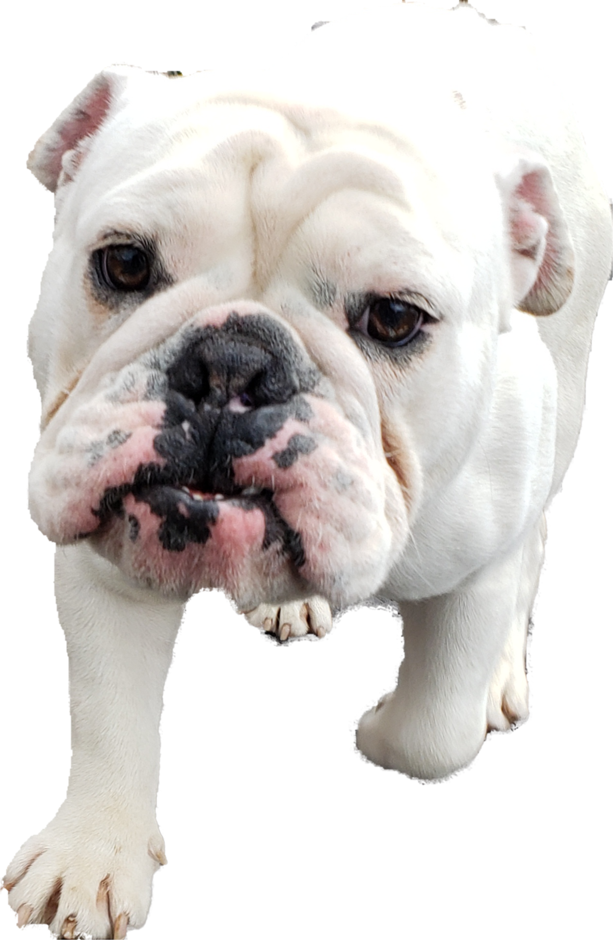 profile_dog